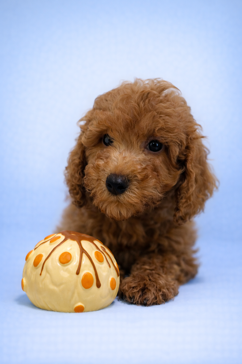 Bistro, Caniche mâle né le 06/02/26 NON LOF