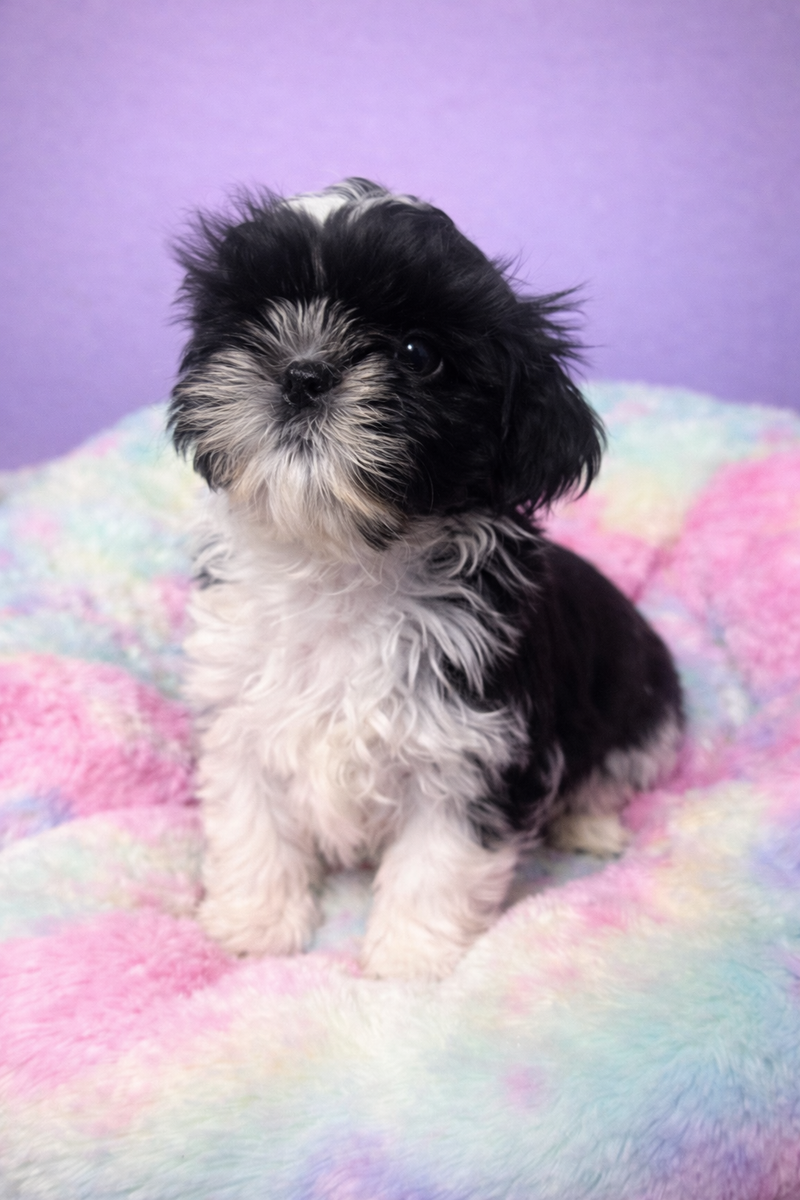 Branda femelle née le : 05/02/26 ( parents LOF ) 