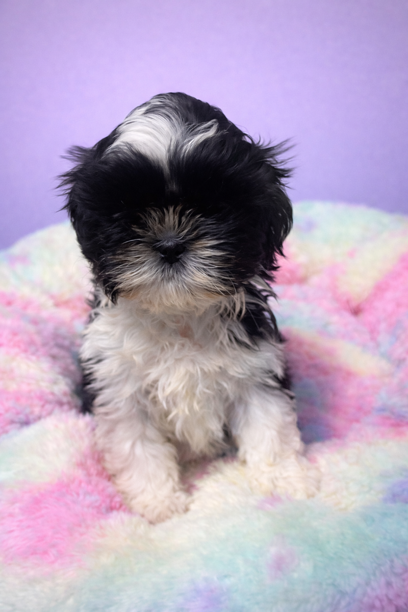 Branda femelle née le : 05/02/26 ( parents LOF ) 