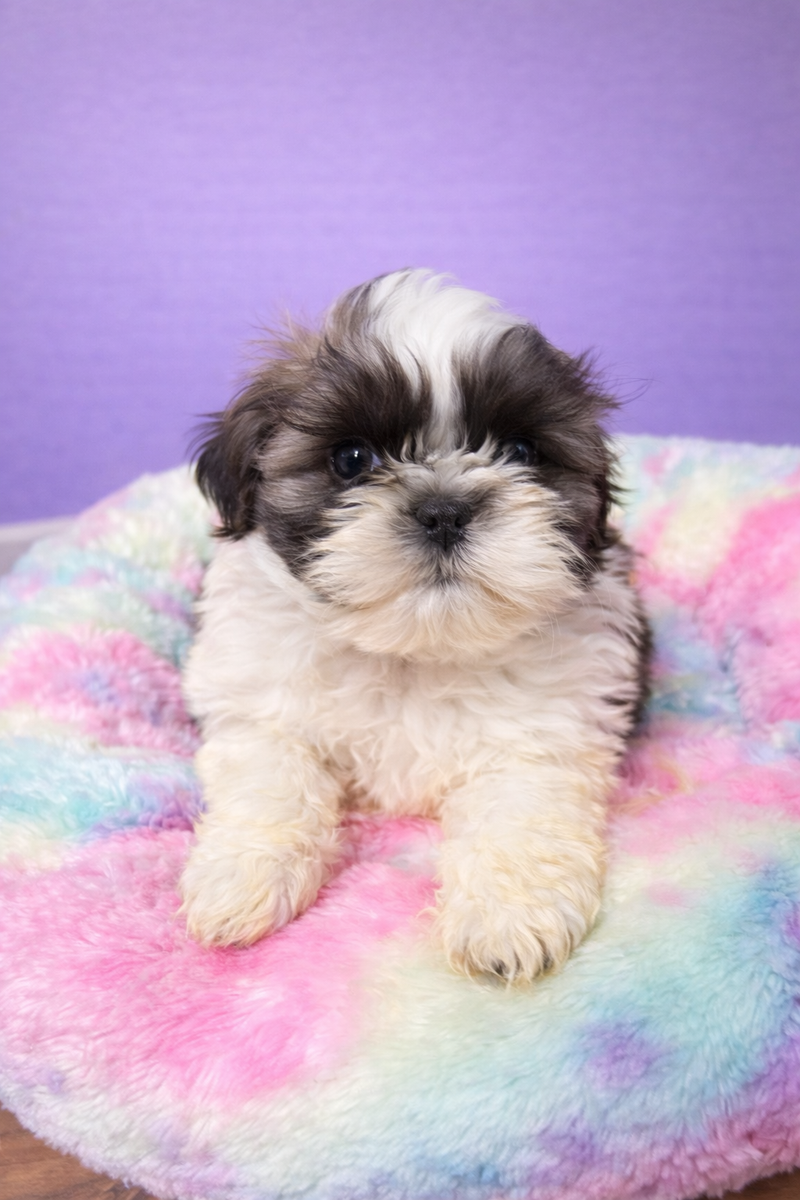 Baobab mâle né le : 02/02/26 ( parents LOF )