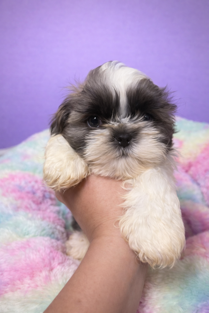 Baobab mâle né le : 02/02/26 ( parents LOF )