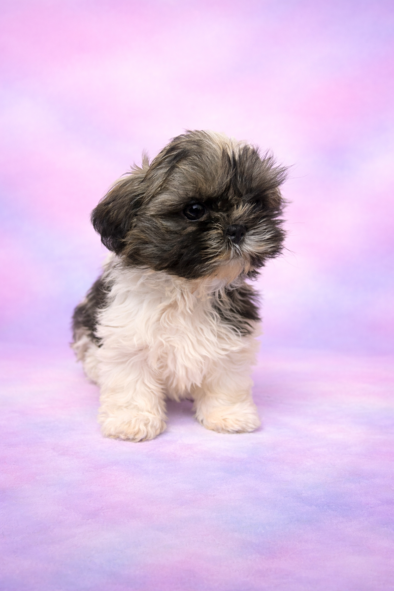 Bruno mâle né le : 02/02/26 ( parents LOF ) 