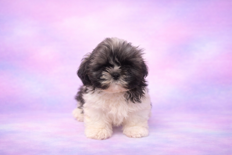 Bruno mâle né le : 02/02/26 ( parents LOF ) 