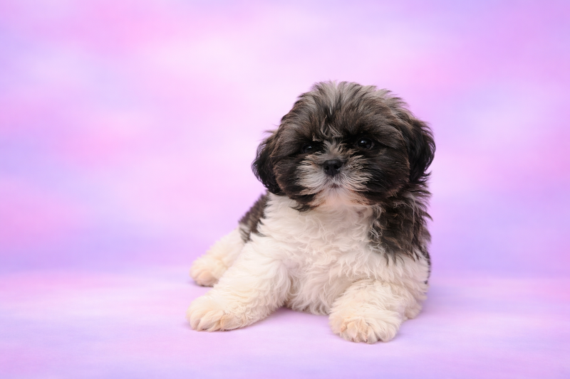 Bruno mâle né le : 02/02/26 ( parents LOF ) 