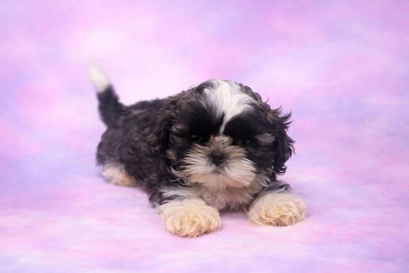 Bloom mâle né le : 05/02/26 ( parents LOF ) 