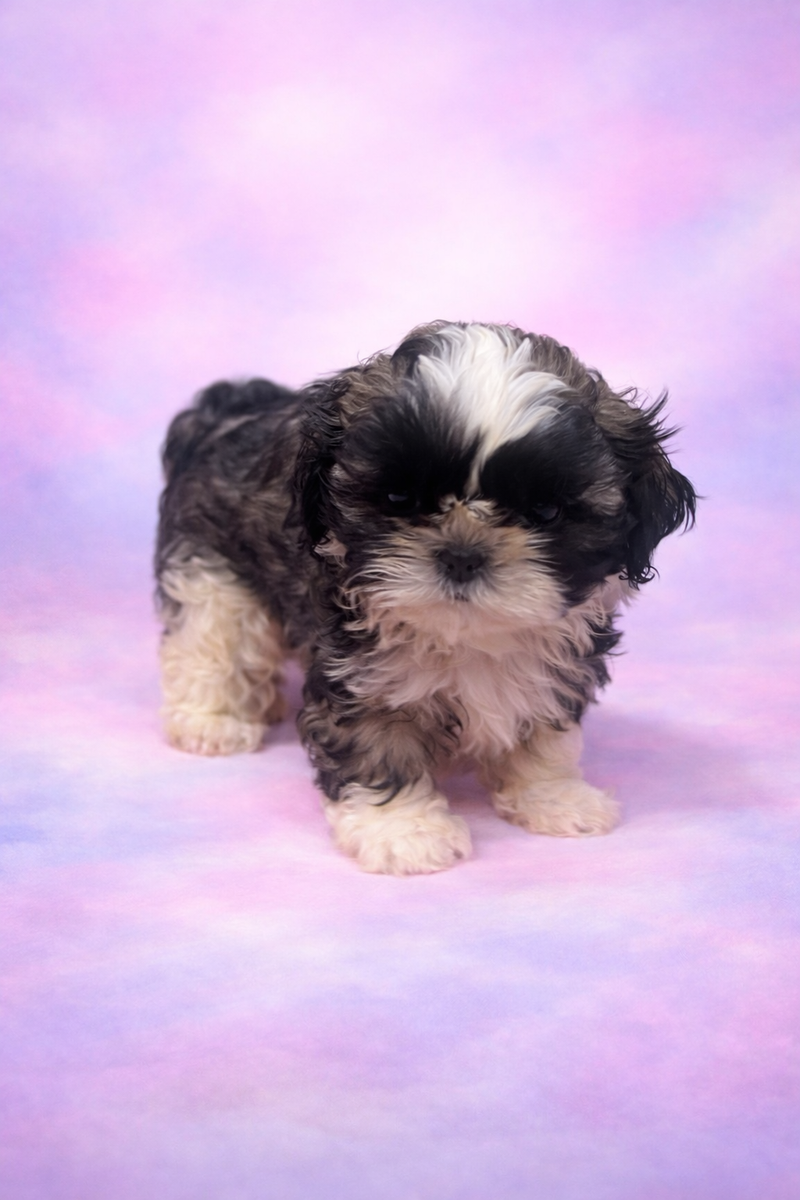 Bloom mâle né le : 05/02/26 ( parents LOF ) 