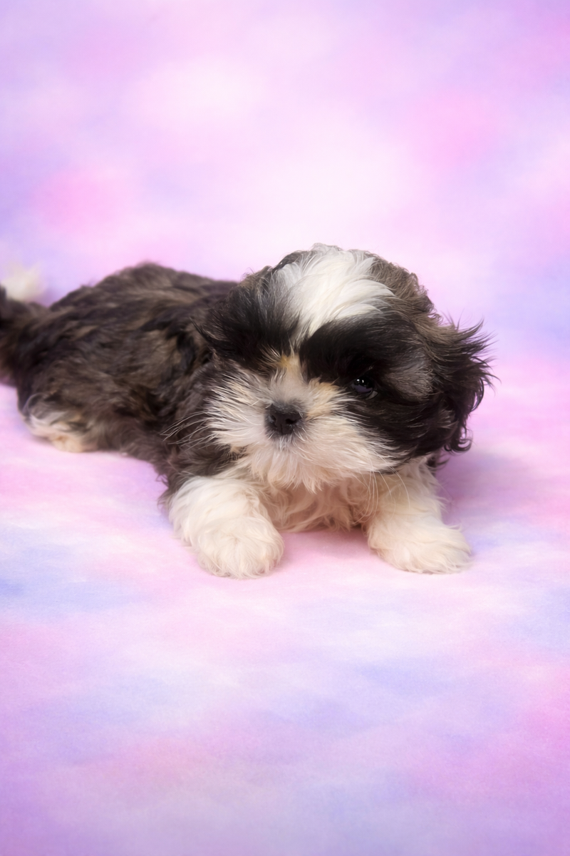 Bloom mâle né le : 05/02/26 ( parents LOF ) 