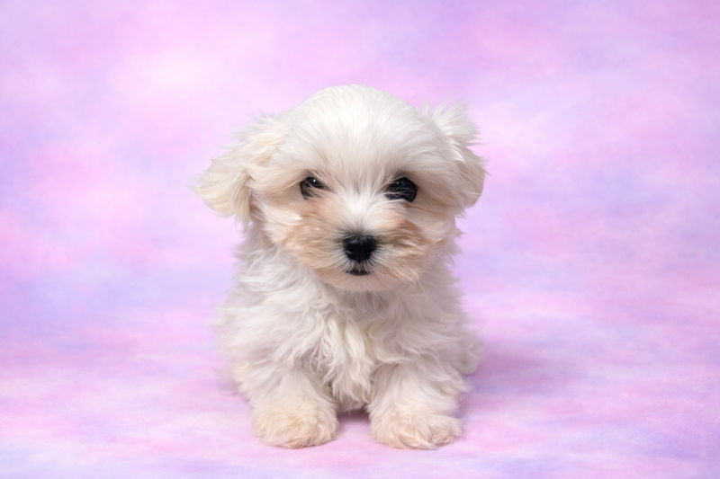 Bounty femelle née le : 07/02/26 ( LOF )