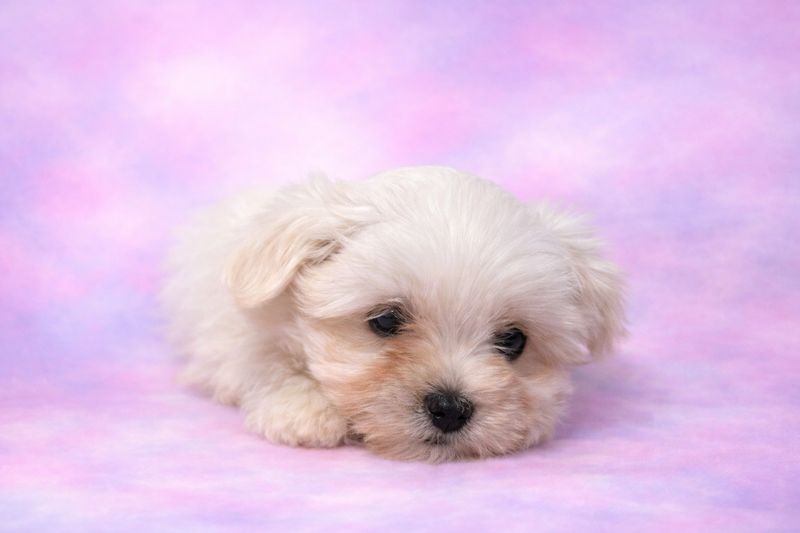 Bounty femelle née le : 07/02/26 ( LOF )