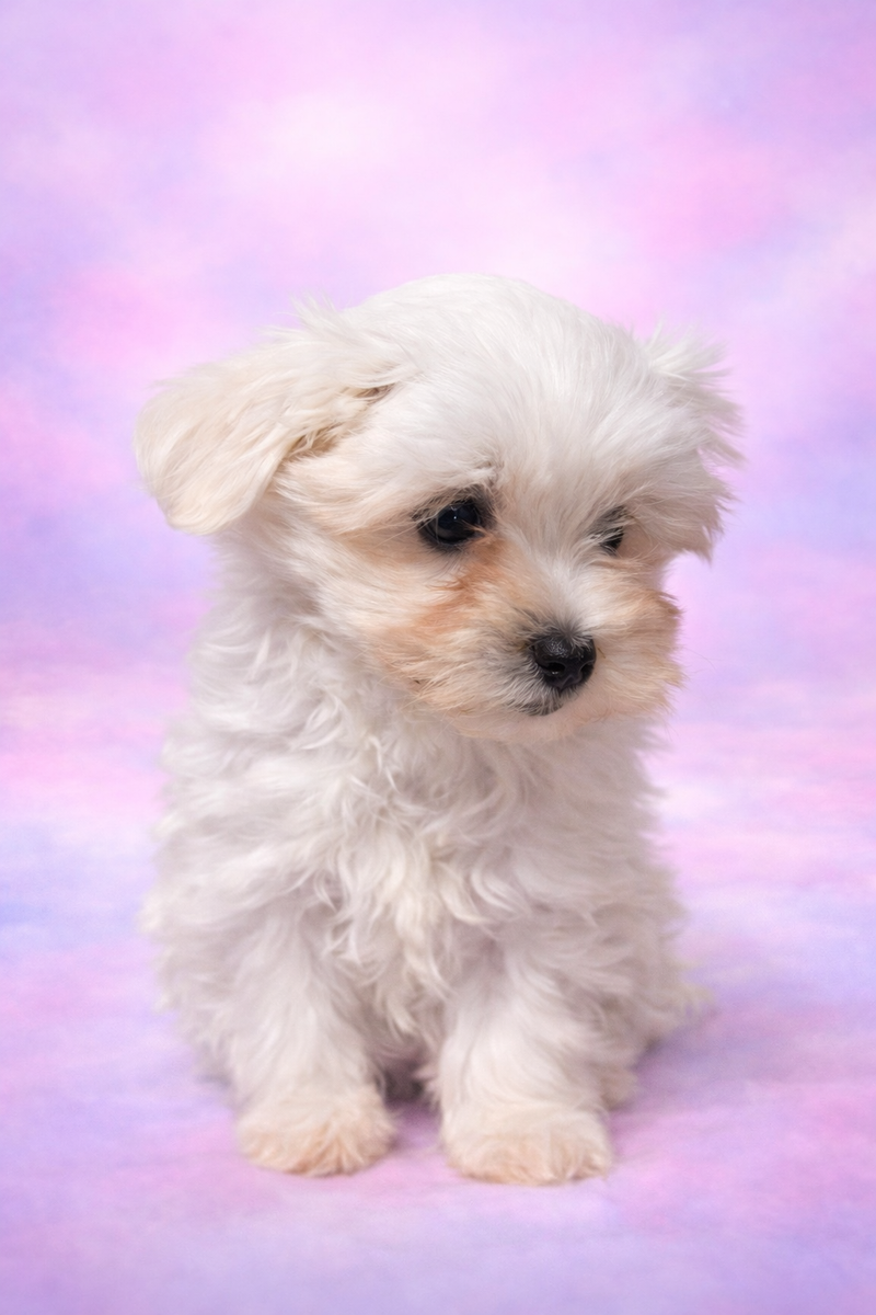 Bounty femelle née le : 07/02/26 ( LOF )