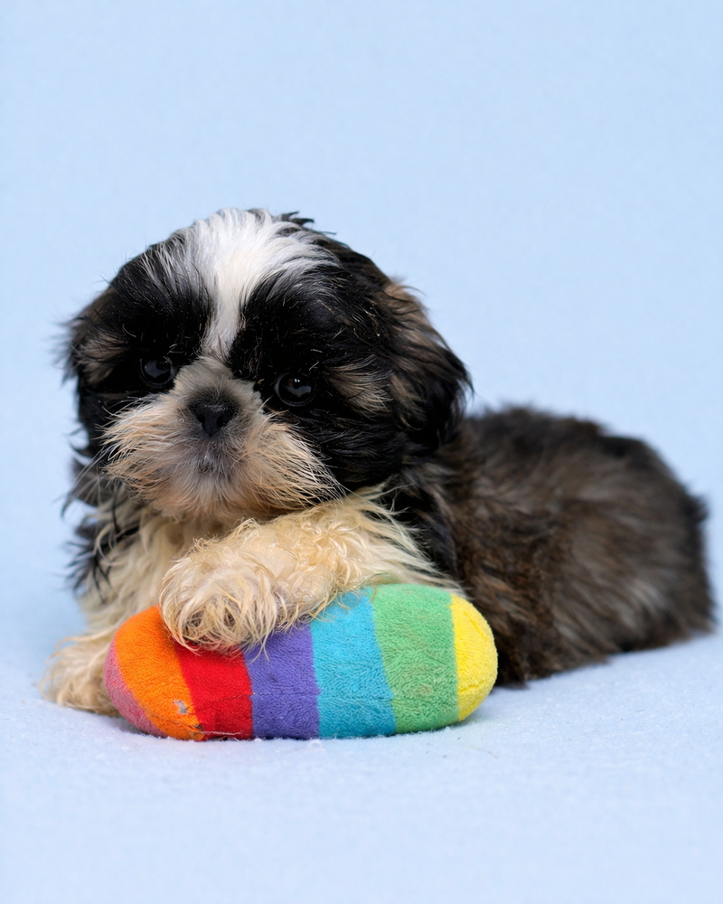 Bebel, Shih Tzu mâle né le 02/02/26 NON LOF