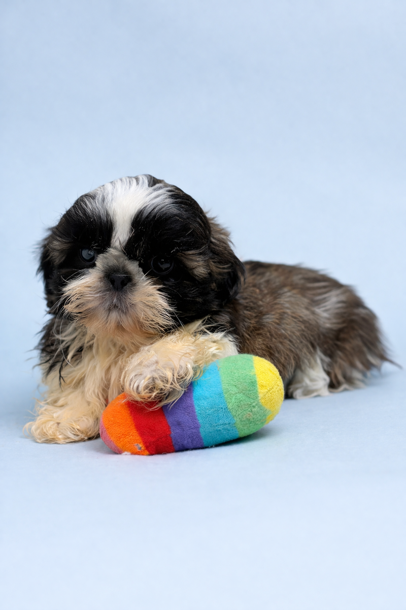 Bebel, Shih Tzu mâle né le 02/02/26 NON LOF