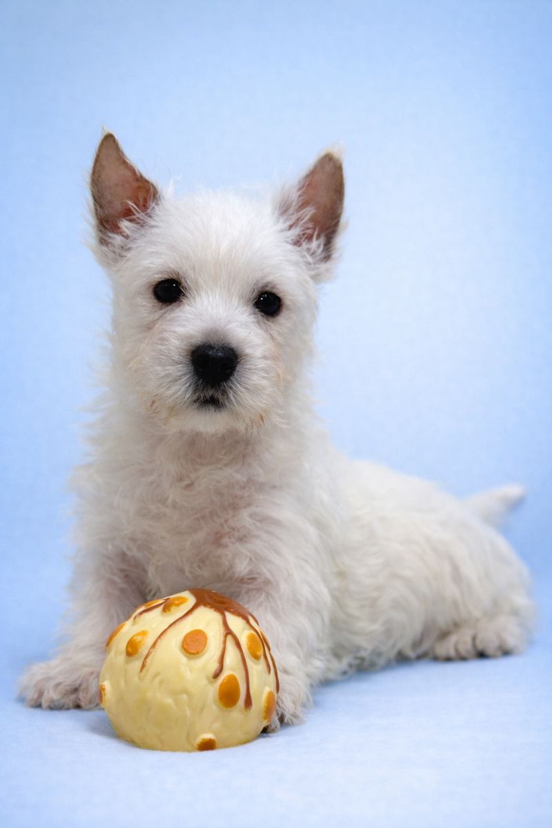 Bob, westie mâle né le 03/02/26 NON LOF