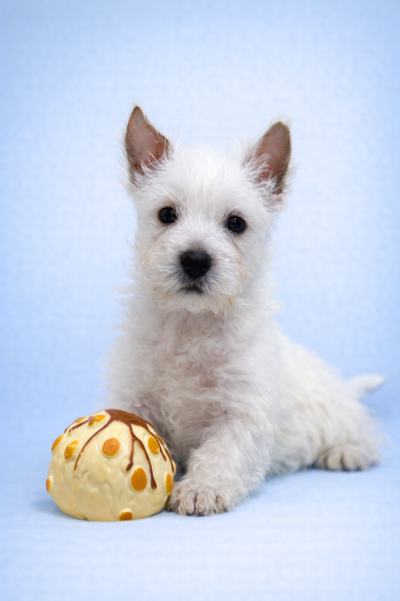 Bob, westie mâle né le 03/02/26 NON LOF