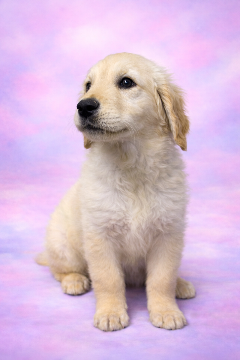 Banjo mâle né le : 25/01/26 ( parents LOF )