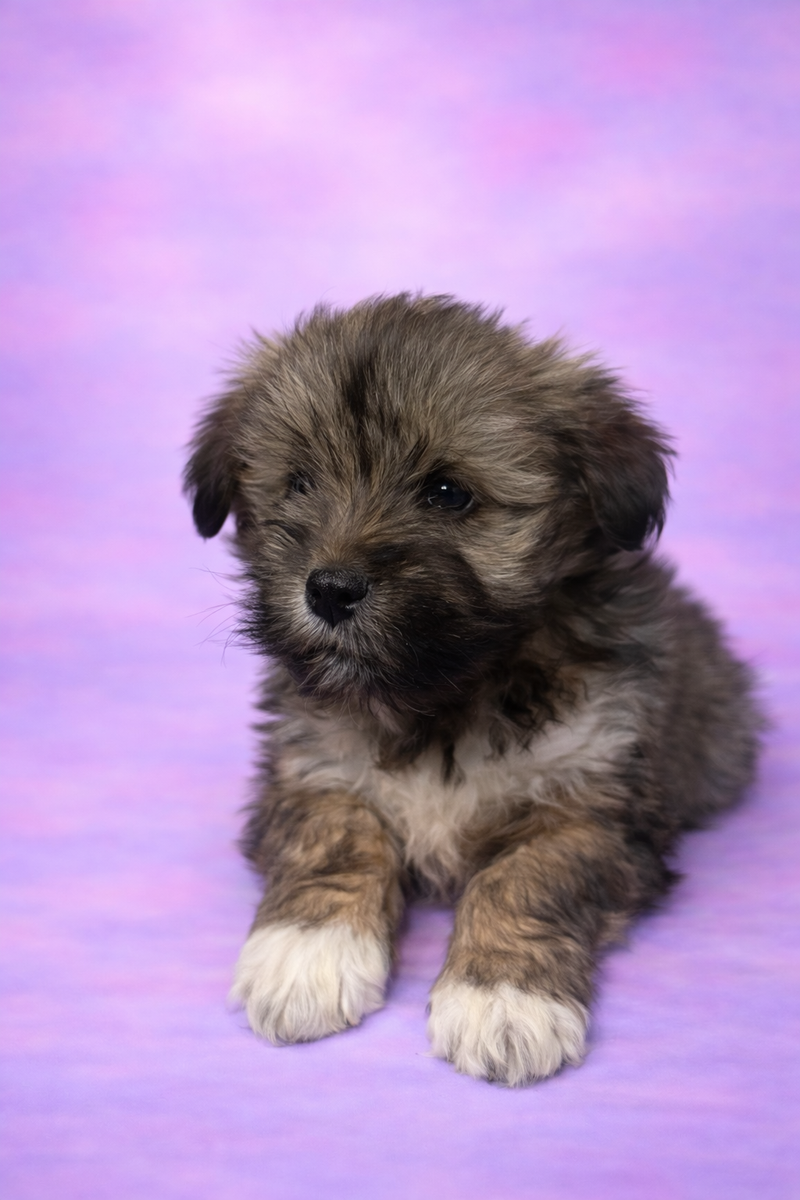 Bohème femelle née le : 08/02/26 LOF