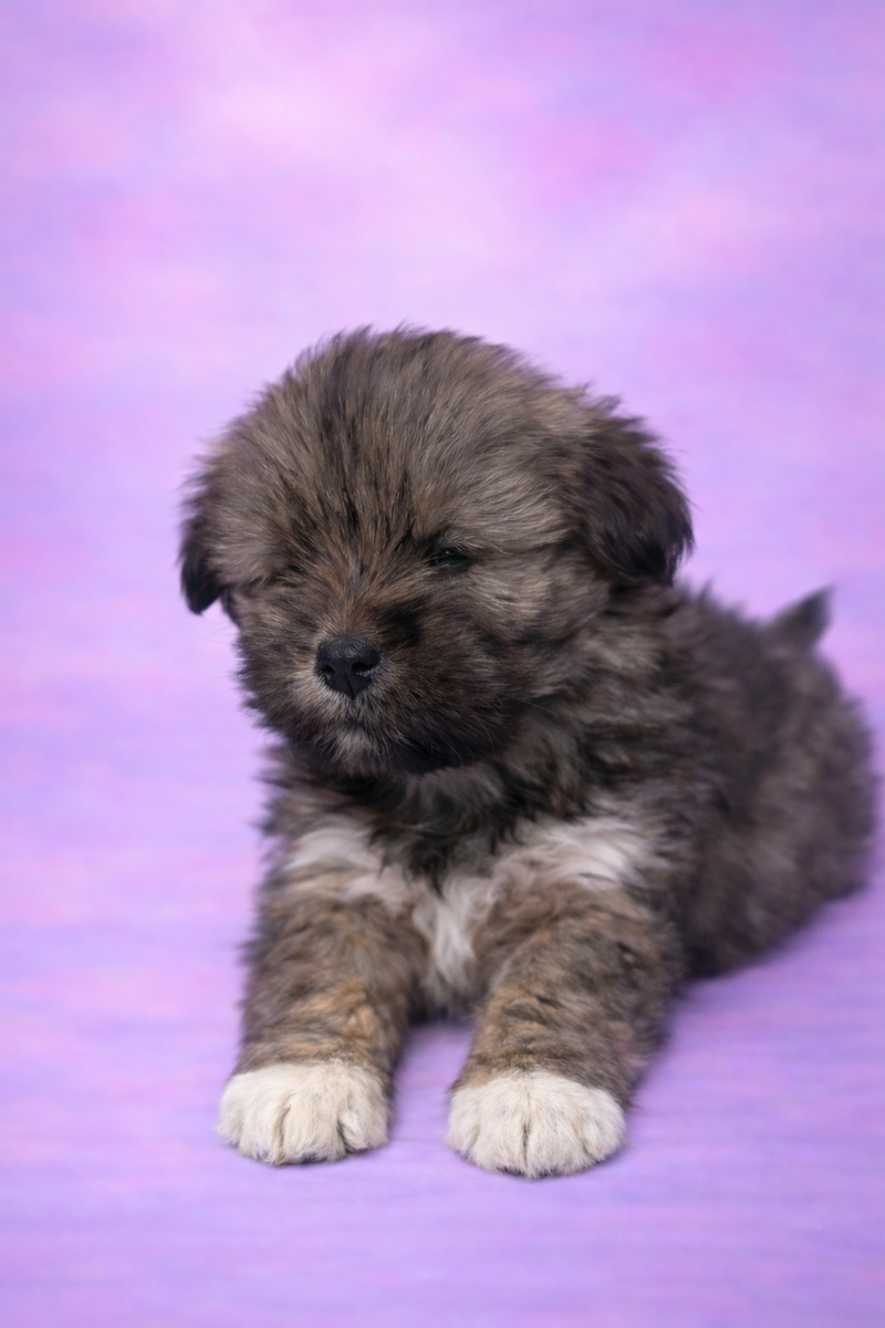 Bohème femelle née le : 08/02/26 LOF