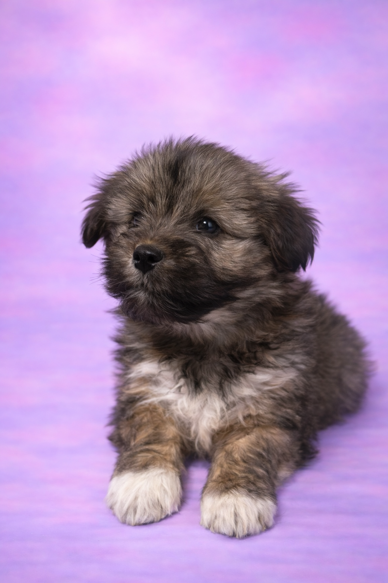 Bohème femelle née le : 08/02/26 LOF