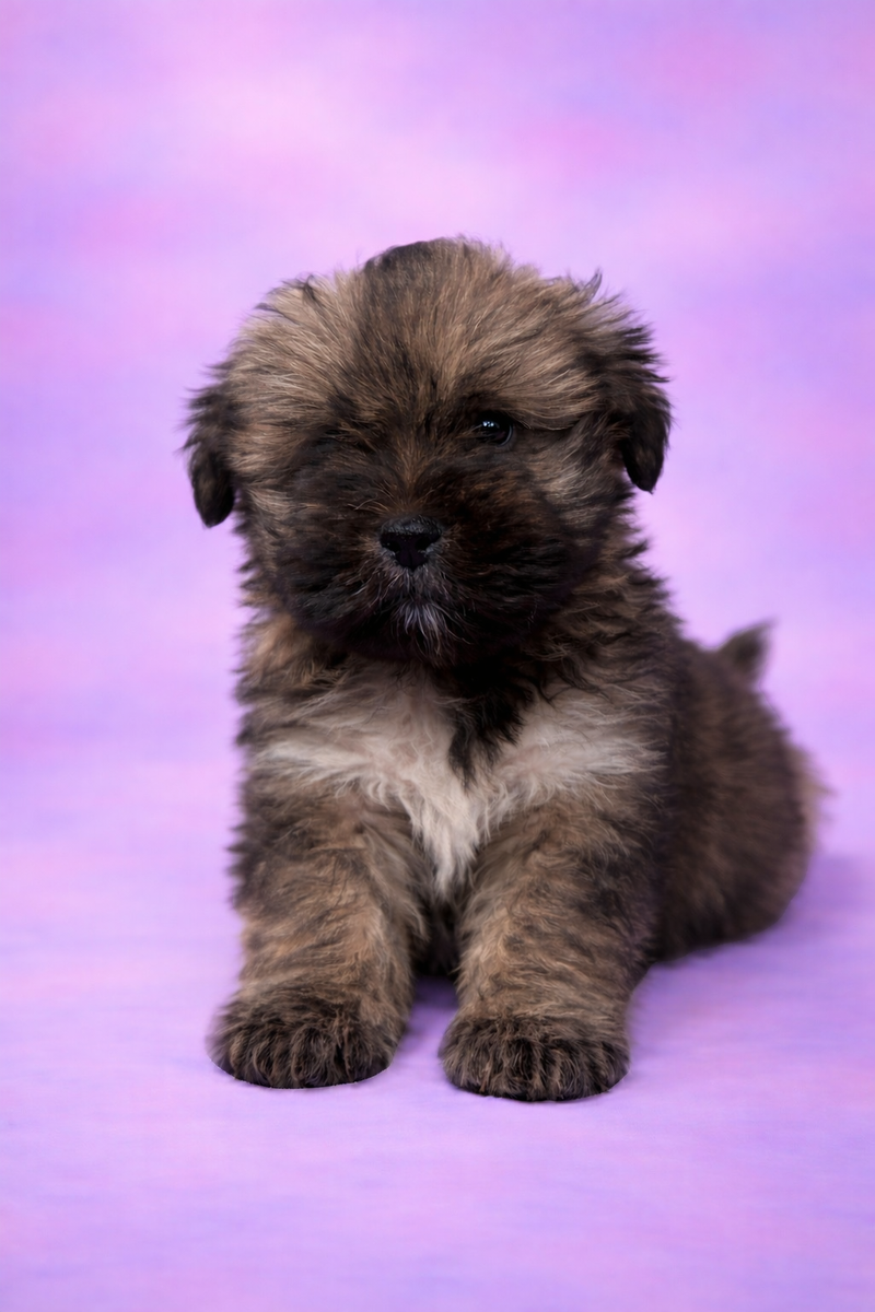 Babouch femelle née le : 08/02/26 LOF