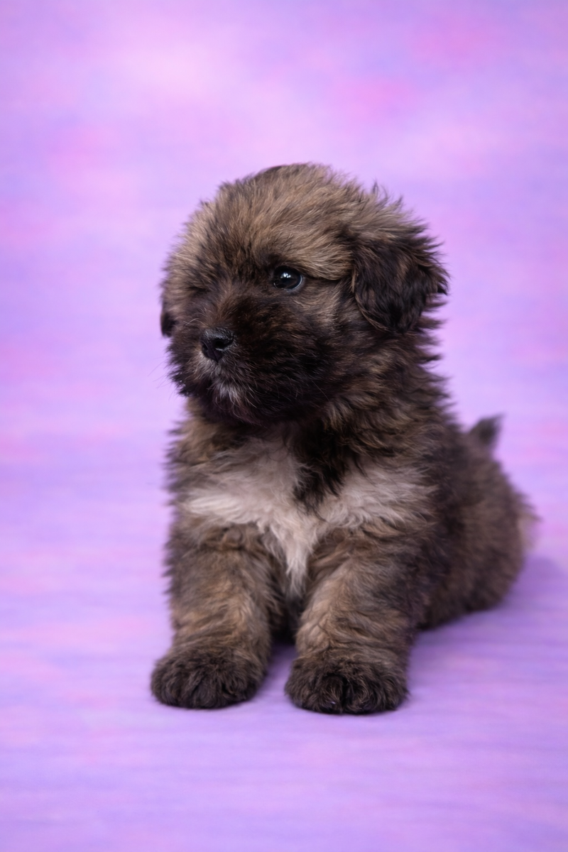 Babouch femelle née le : 08/02/26 LOF