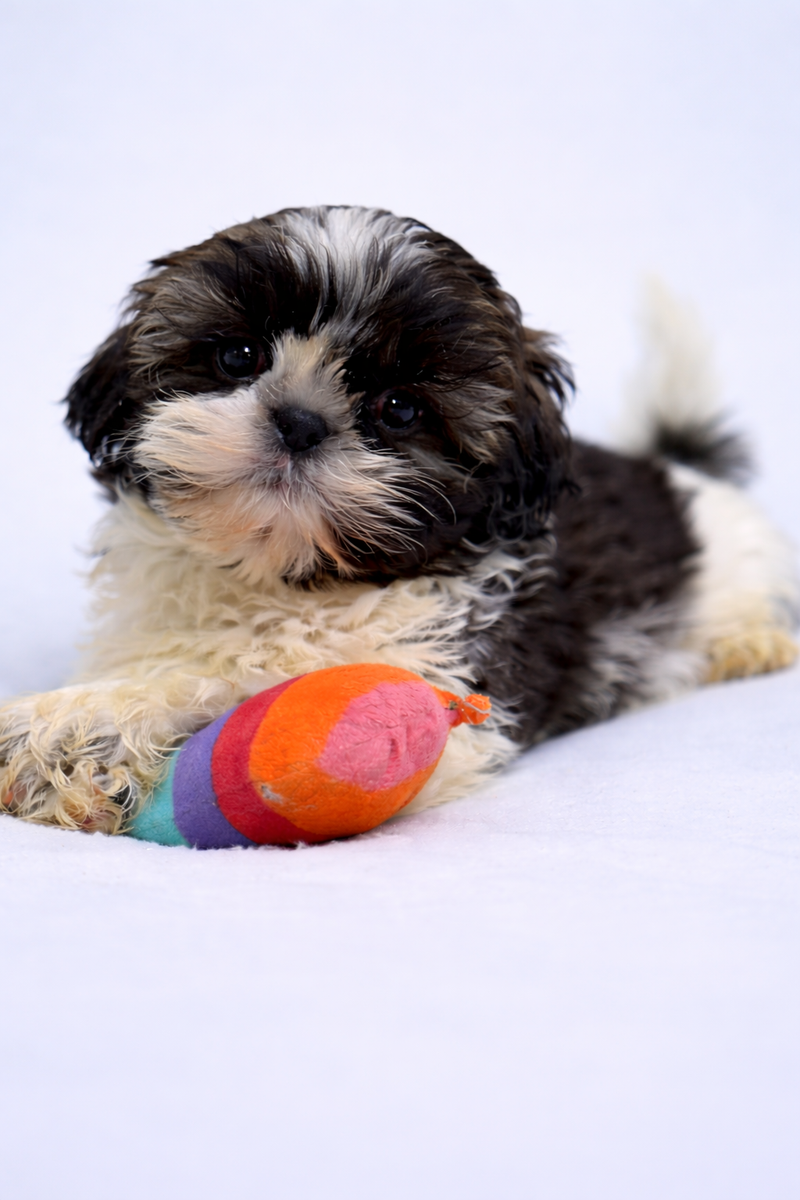 Balmain, Shih Tzu mâle né le 02/02/26 NON LOF