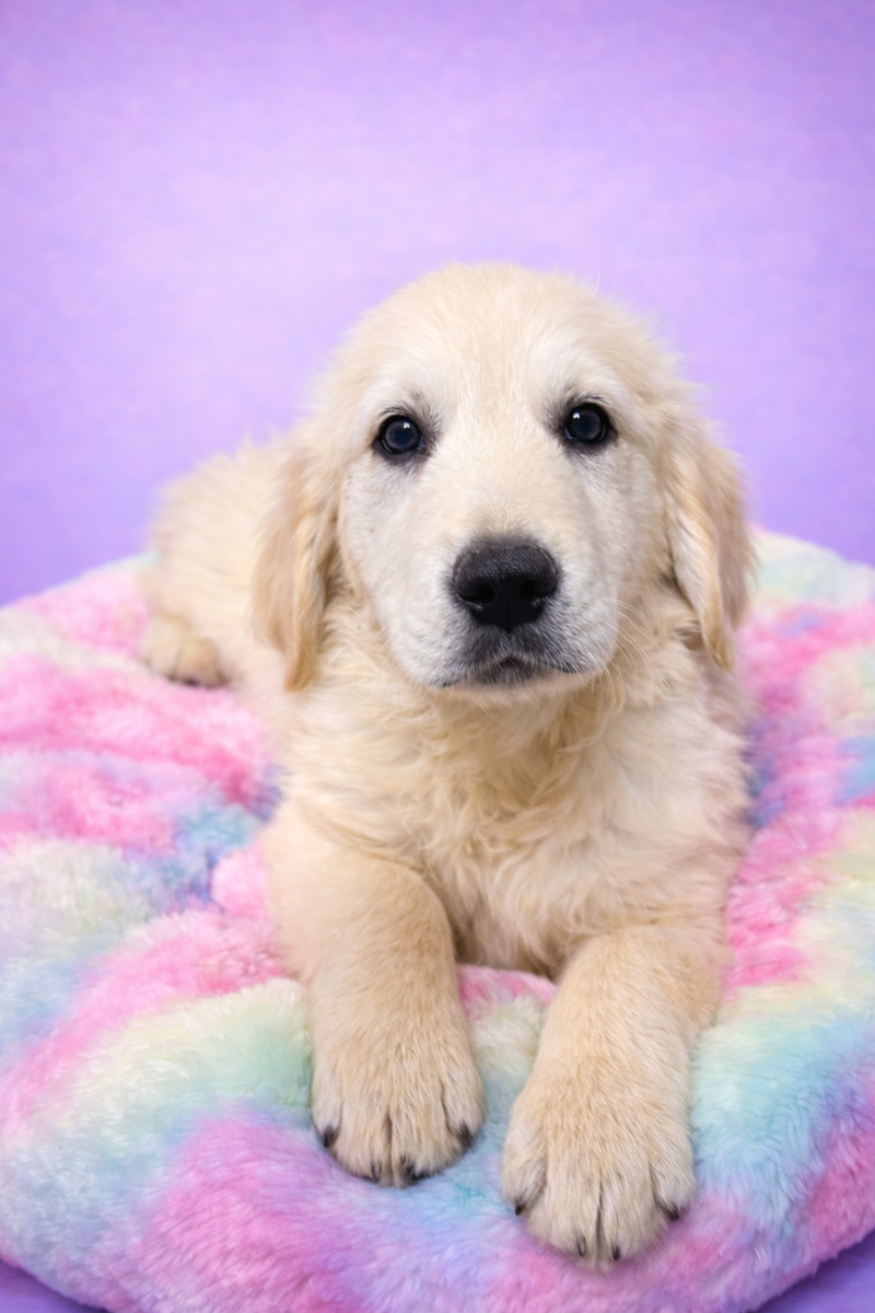 Bonjoui mâle né le : 25/01/26 ( parents LOF )