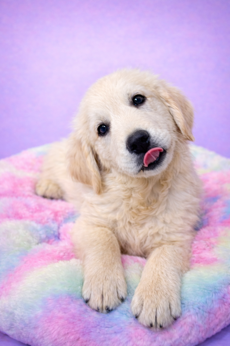 Bonjoui mâle né le : 25/01/26 ( parents LOF )