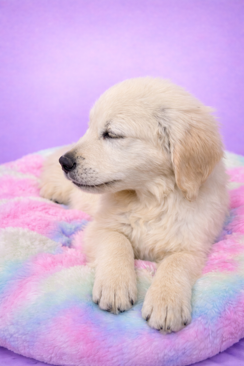 Bonjoui mâle né le : 25/01/26 ( parents LOF )