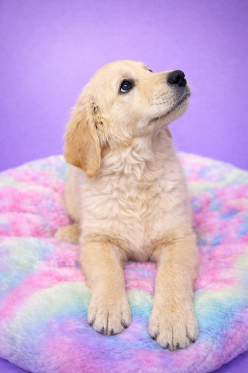 Bemol mâle né le 25/01/26 ( parents LOF )