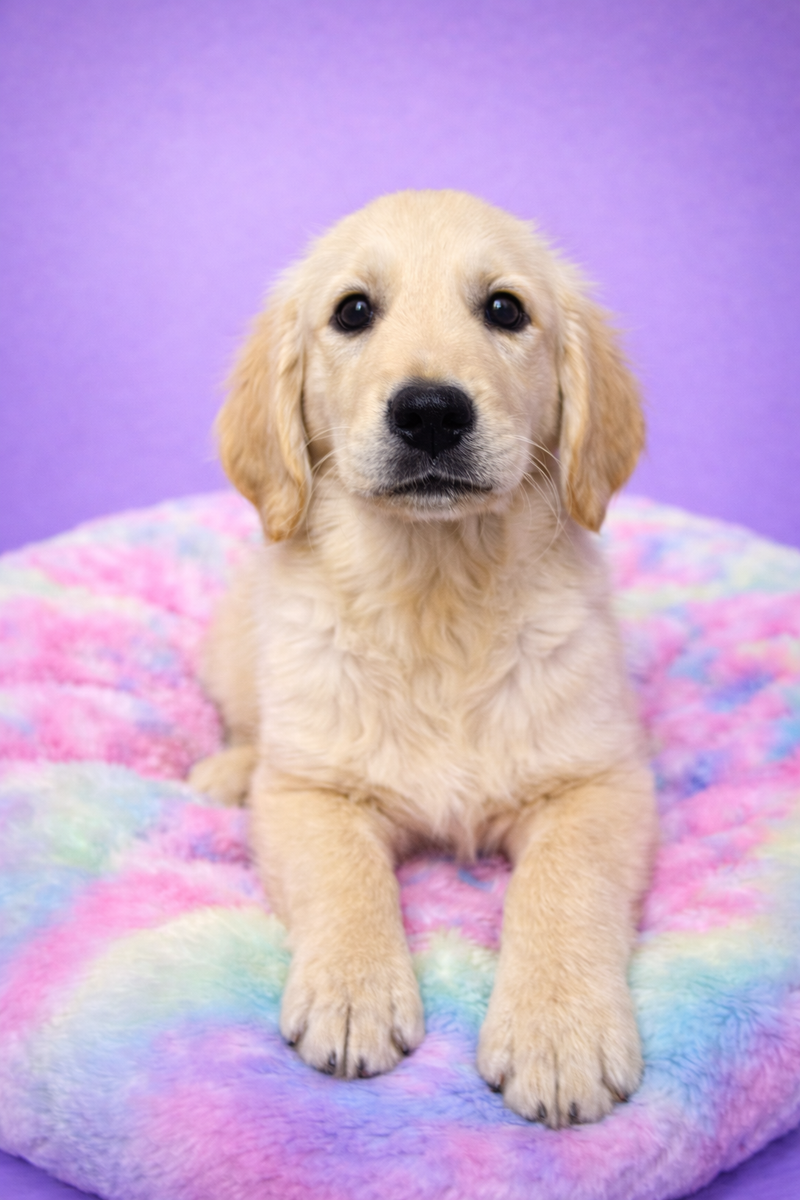 Bemol mâle né le 25/01/26 ( parents LOF )