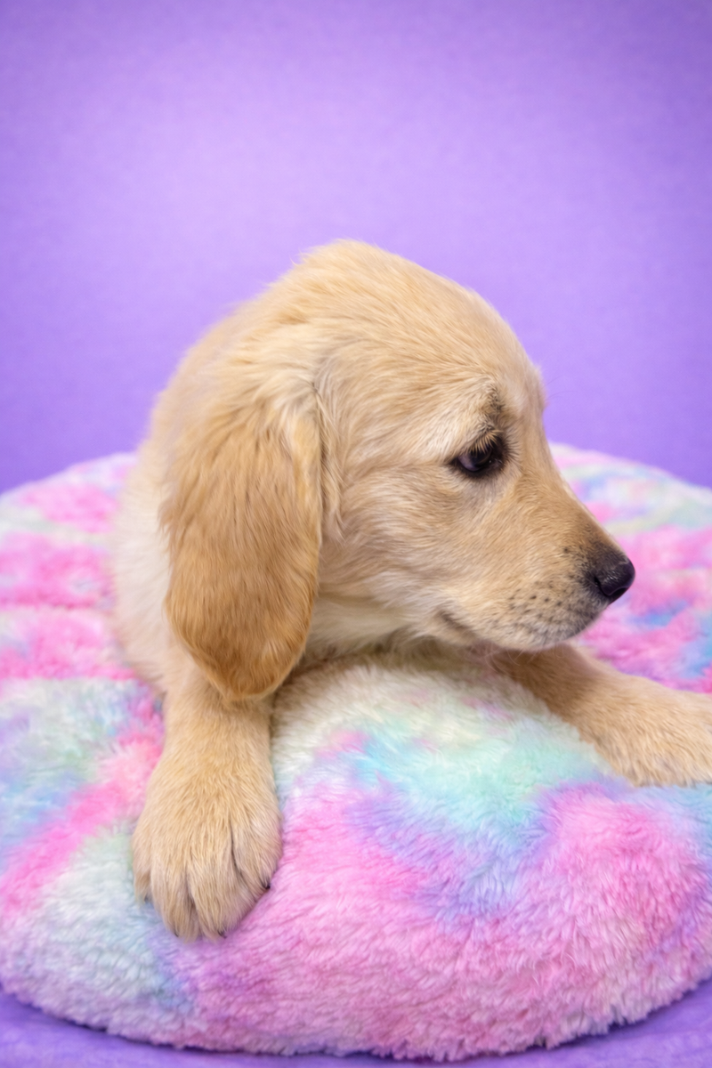 Bemol mâle né le 25/01/26 ( parents LOF )