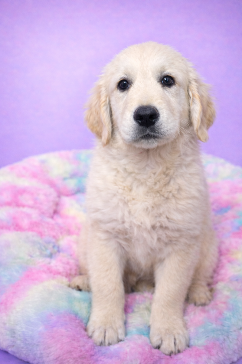  Best mâle né le : 25/01/26 ( parents LOF )