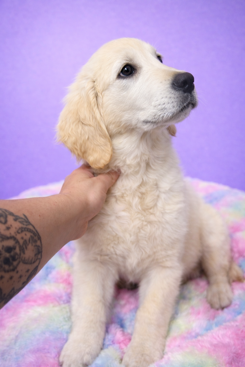 Boston mâle né le : 03/01/2026 (parent LOF )