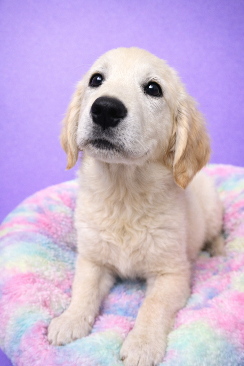 Boston mâle né le : 03/01/2026 (parent LOF )