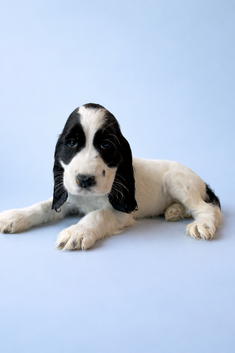 Basik, femelle née le 13/02/2026 non lof (parents lof)