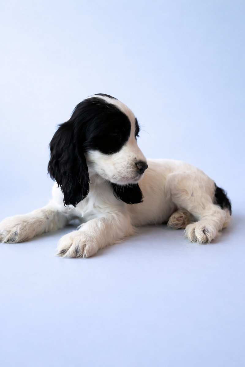 Basik, femelle née le 13/02/2026 non lof (parents lof)