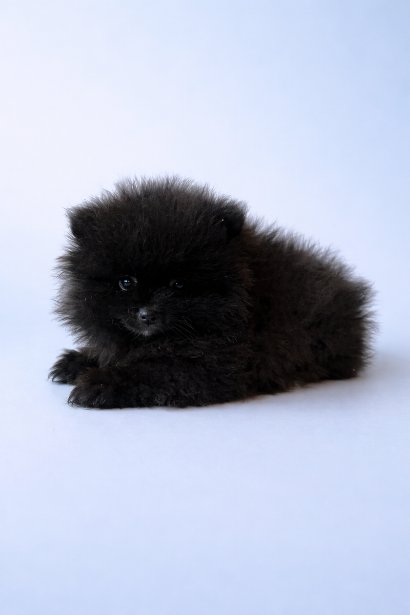 BLOOD, mâle né le 18/02/2026 non LOF (parents LOF)