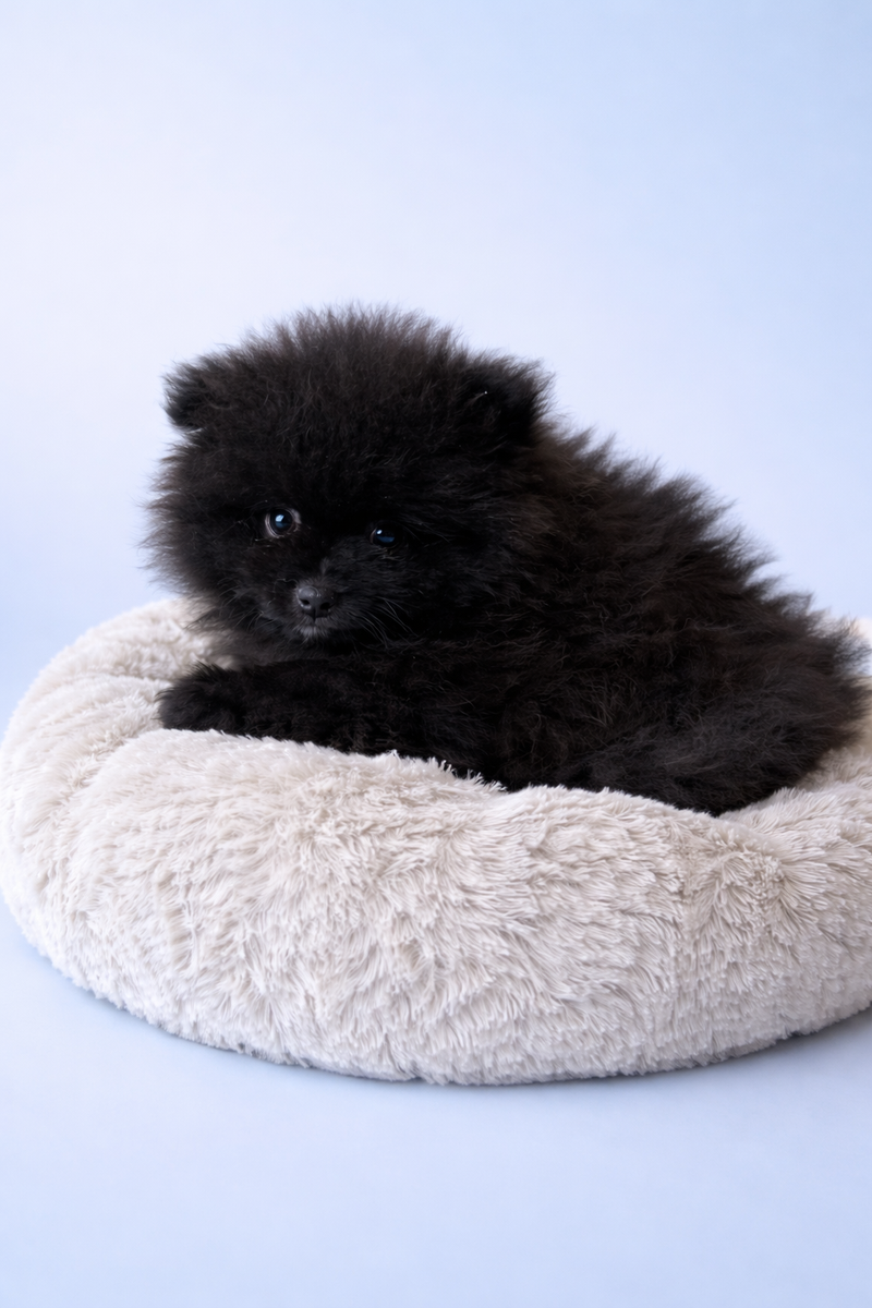 BLOOD, mâle né le 18/02/2026 non LOF (parents LOF)