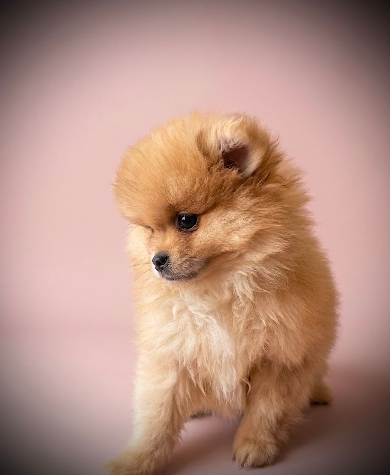 BENTLEY, mâle né le 18/02/2026 non LOF (parents LOF)