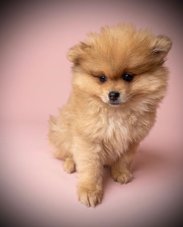 BENTLEY, mâle né le 18/02/2026 non LOF (parents LOF)