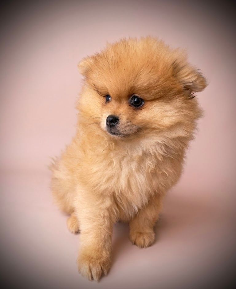 BENTLEY, mâle né le 18/02/2026 non LOF (parents LOF)