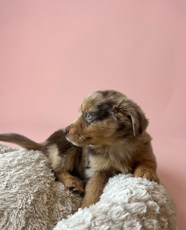 BELLA, femelle née le 24/02/2026 non LOF (parents LOF)