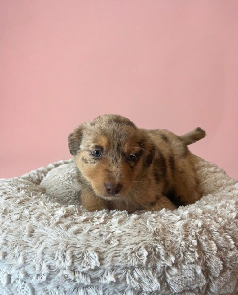 BELLA, femelle née le 24/02/2026 non LOF (parents LOF)