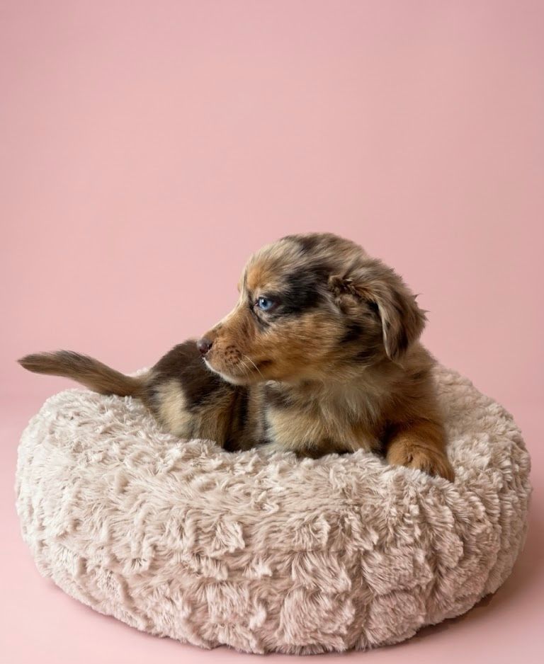 BELLA, femelle née le 24/02/2026 non LOF (parents LOF)