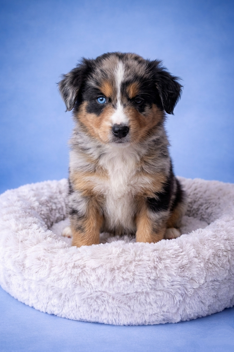 BLUE, mâle né le 24/02/2026 non LOF (parents LOF)