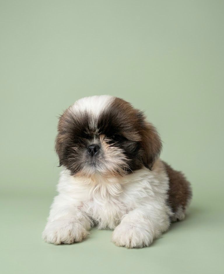 BROWNY, mâle né le 05/02/2026 non LOF (parents LOF)