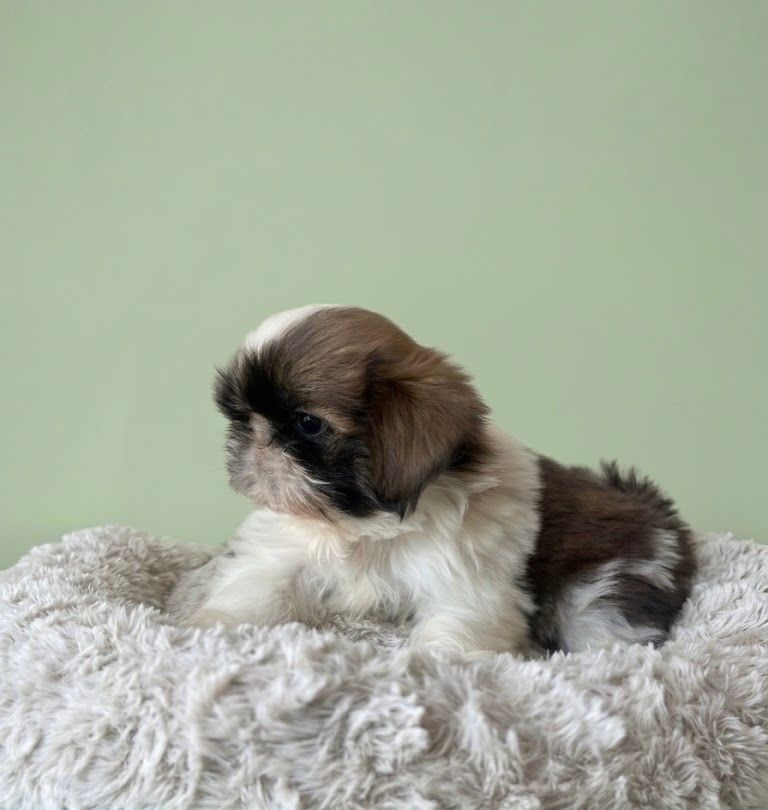 BROWNY, mâle né le 05/02/2026 non LOF (parents LOF)