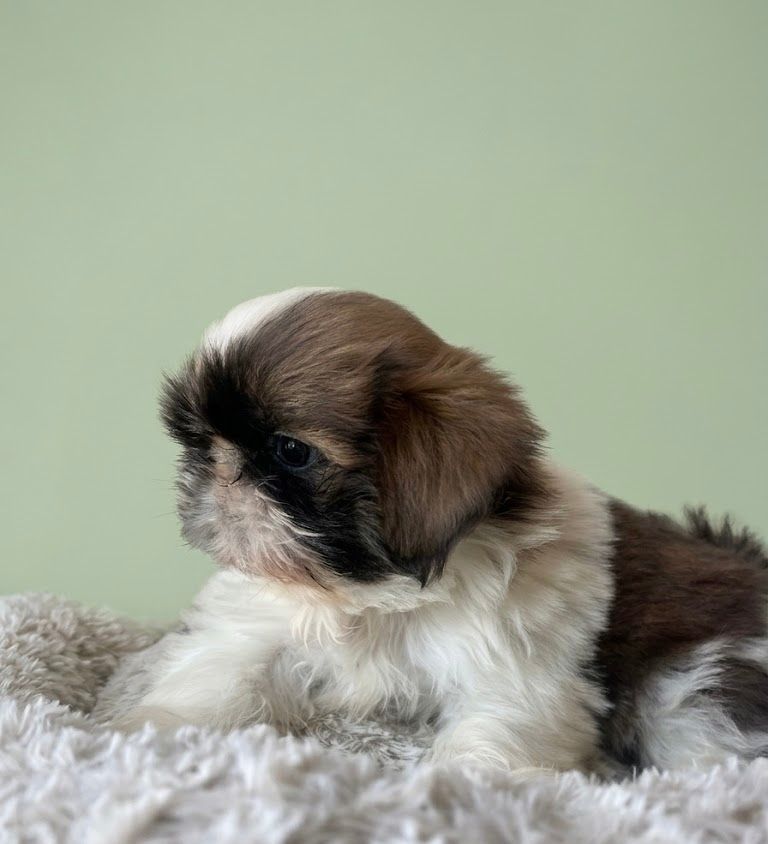 BROWNY, mâle né le 05/02/2026 non LOF (parents LOF)