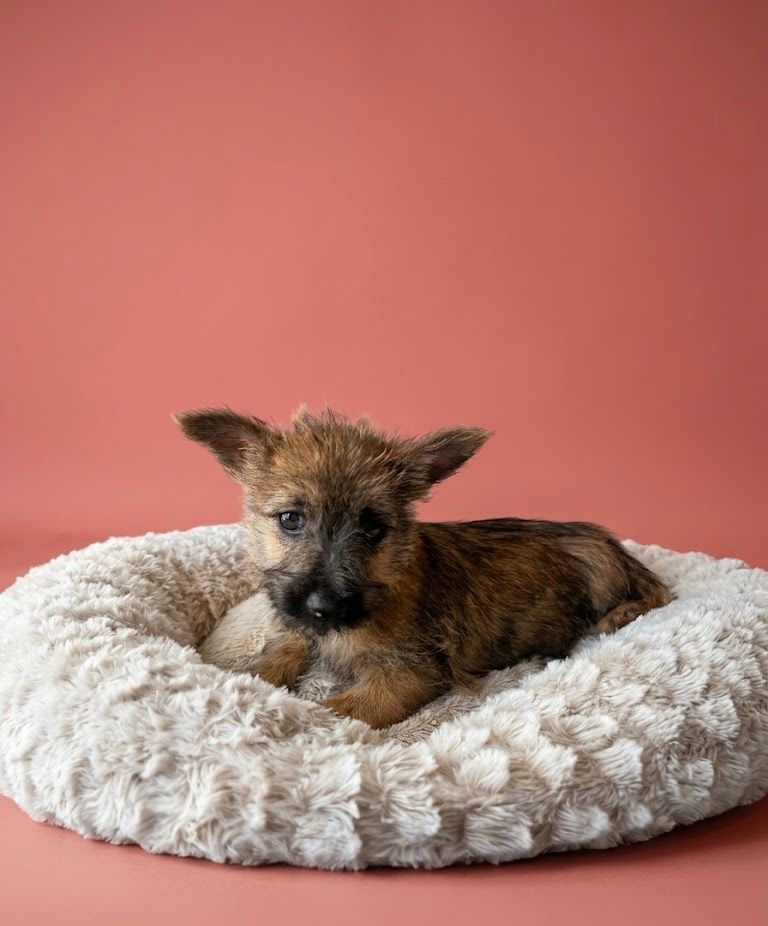 BALI, femelle née le 14/02/2026 non LOF (parents LOF)