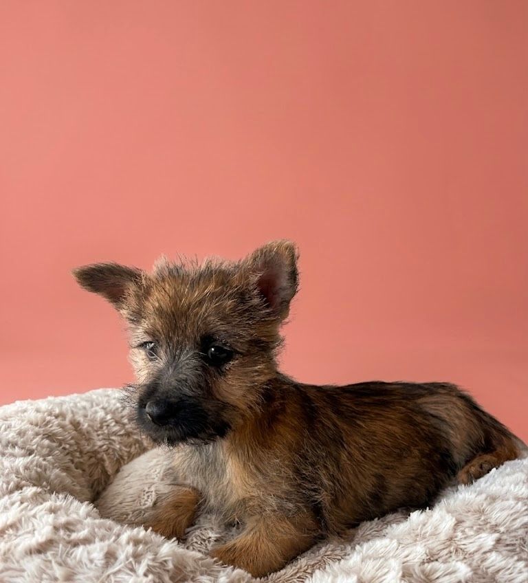 BALI, femelle née le 14/02/2026 non LOF (parents LOF)